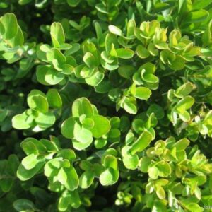 Krušpán (Buxus)