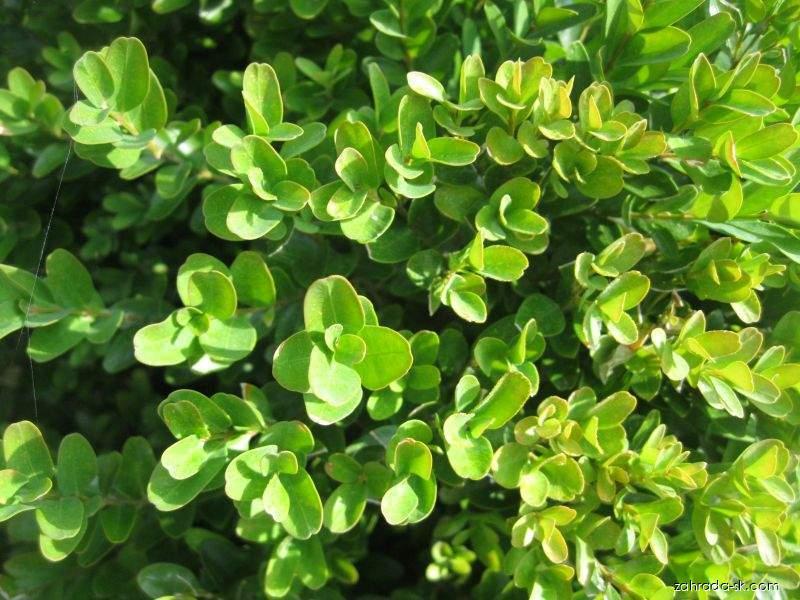 Krušpán (Buxus)