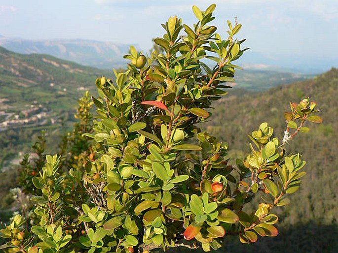 Krušpán vždyzelený (Buxus Sempervirens)