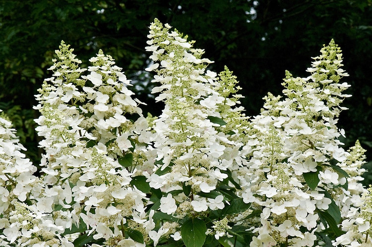Hortenzia metlinatá (Hydrangea paniculata)