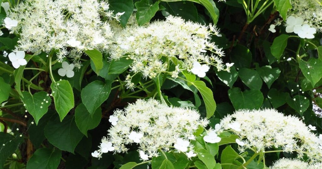 Hortenzia stopkatá (Hydrangea petiolaris)