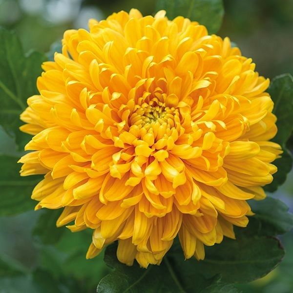 Chrysanthemum 'Altgold'