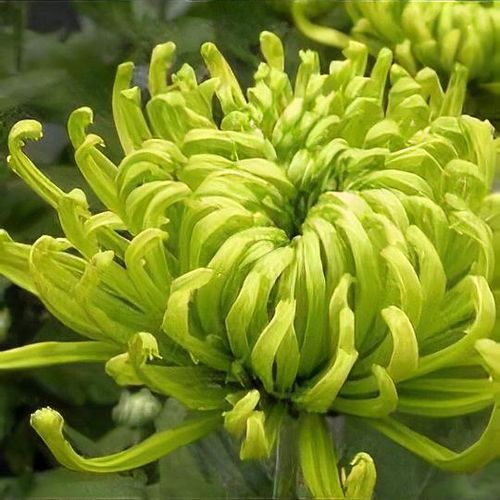 Chrysanthemum 'Anastasia Green'