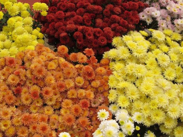 Chryzantéma indická (Chrysanthemum indicum)