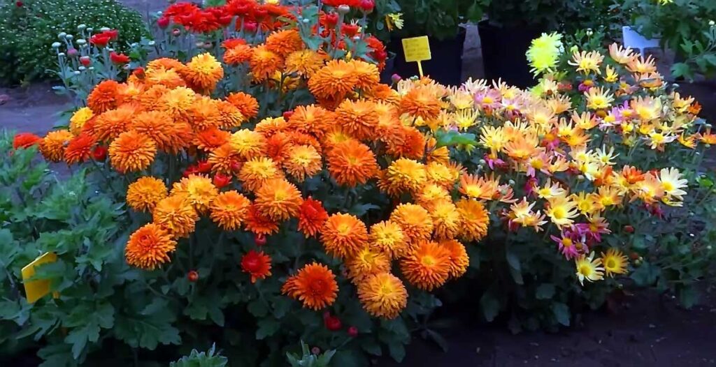 Chryzantéma kórejská (Chrysanthemum koreanum)