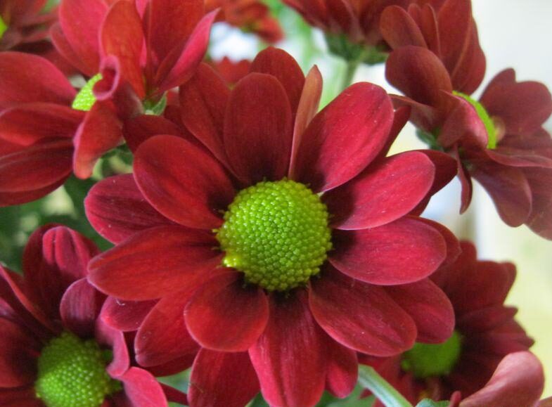 Chryzantéma veľkokvetá (Chrysanthemum × grandiflorum)