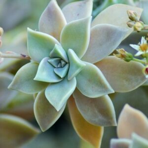 Graptopetalum (Graptopetalum)