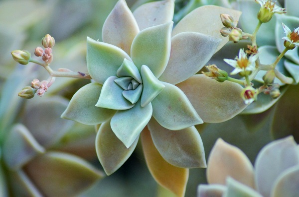 Graptopetalum