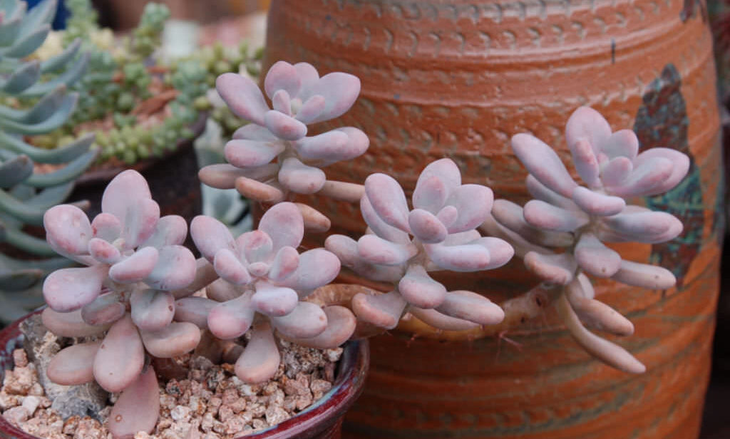 Graptopetalum amethystinum