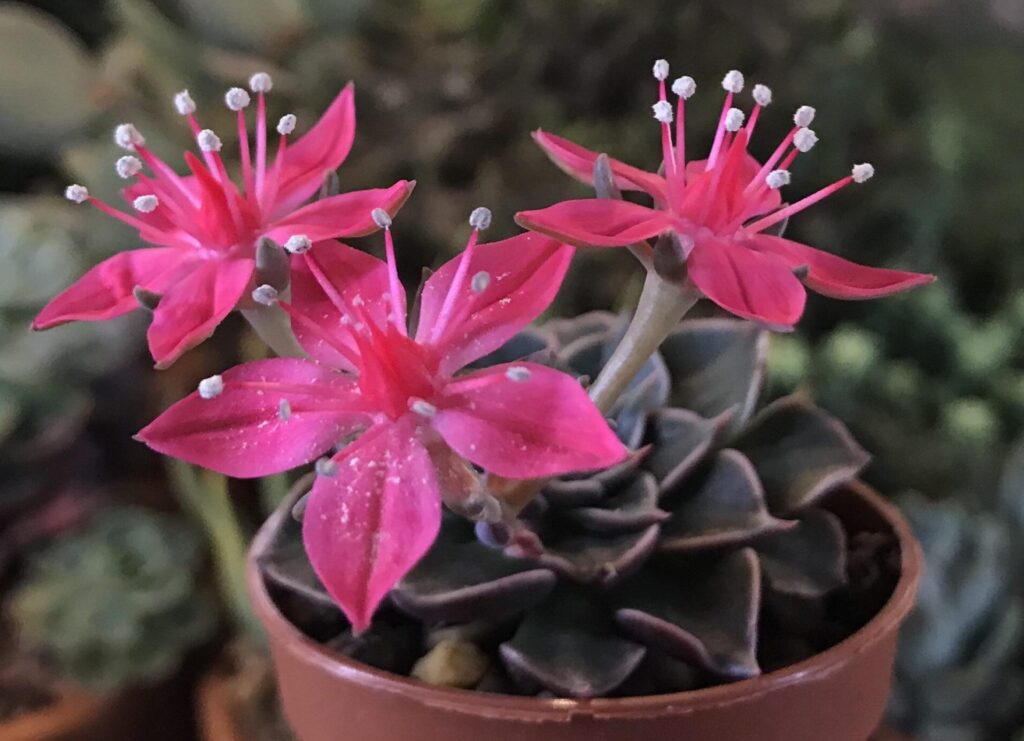 Graptopetalum bellum