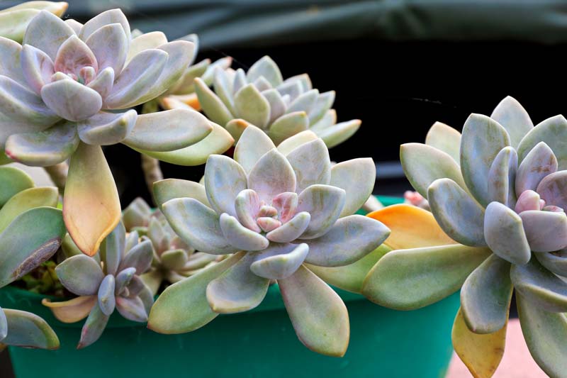 Graptopetalum paraguayense