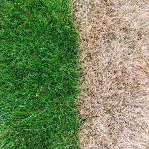 Trávnik rozdelený na sviežo zelenú polovicu a suchom vyschnutú žltohnedú polovicu