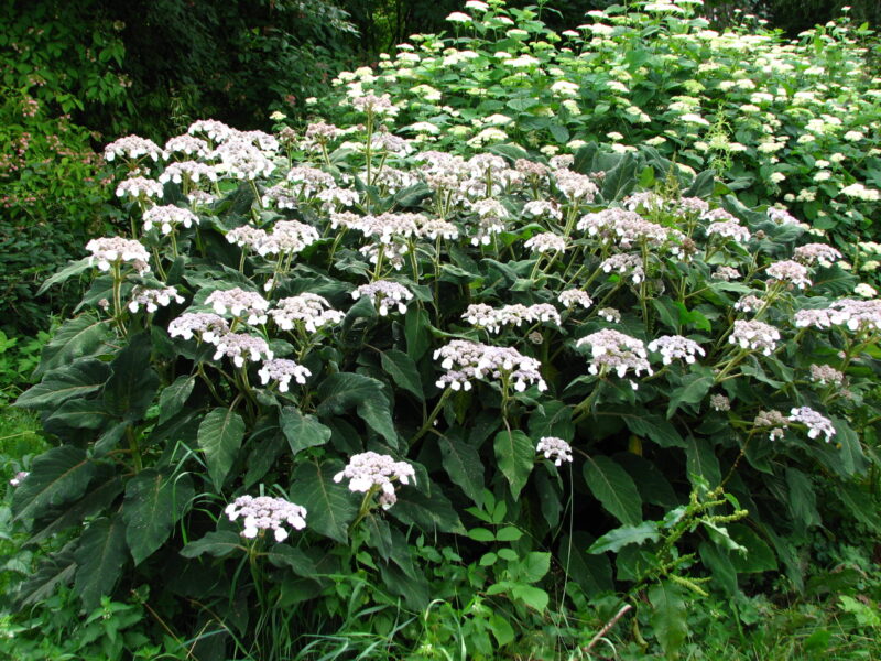 Hortenzia drsná (Hydrangea aspera ssp. sargentiana)