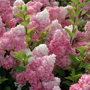 Hortenzia metlinatá (Hydrangea paniculata)