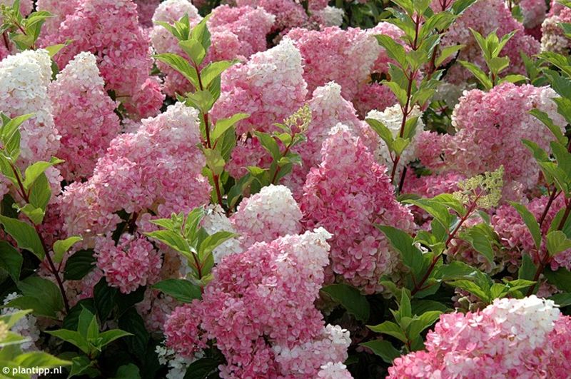 Hortenzia metlinatá (Hydrangea paniculata)