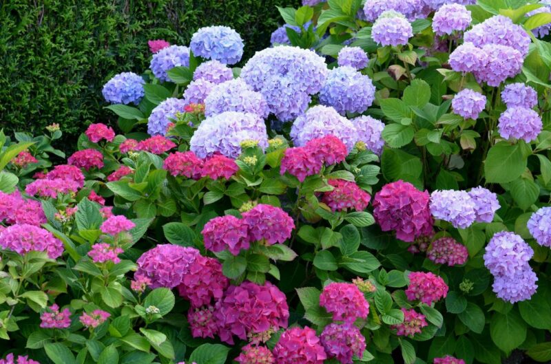 Hortenzia veľkolistá (Hydrangea macrophylla)