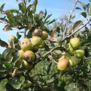 Hruška snežná (Pyrus nivalis) s bielo plstnatými listami