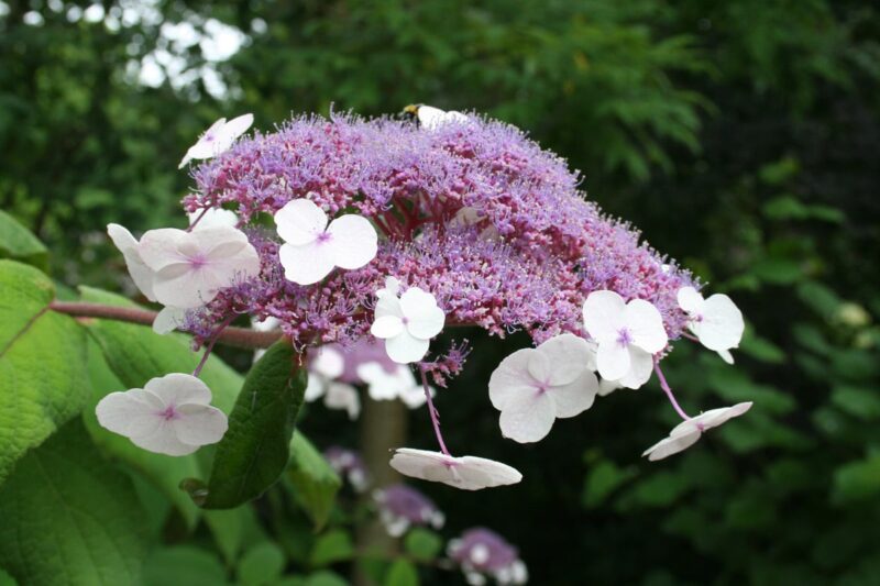 Hortenzia drsná (Hydrangea aspera)