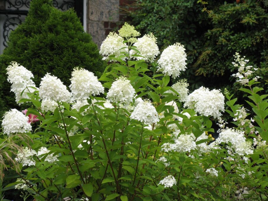 Hydrangea paniculata 'Grandiflora'