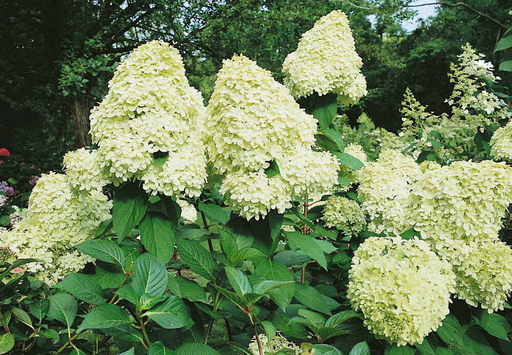 Hydrangea paniculata 'Limelight'