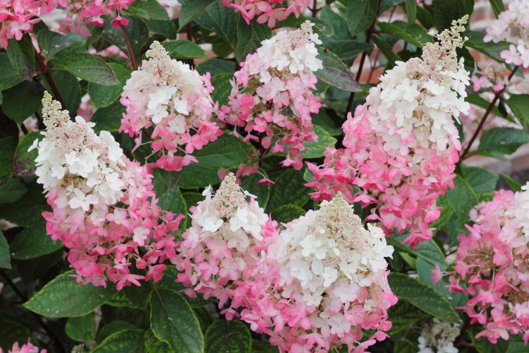 Hydrangea paniculata 'Pinky Winky'
