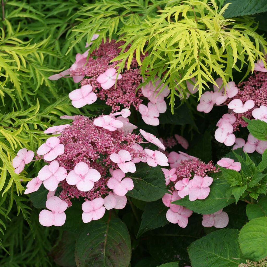 Hortenzia pílovitá (Hydrangea serrata)