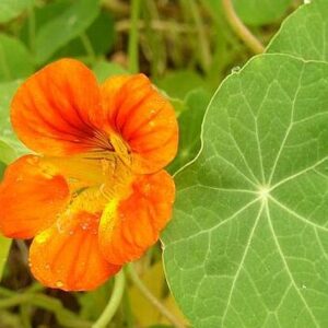 Kapucínka (Tropaeolum)