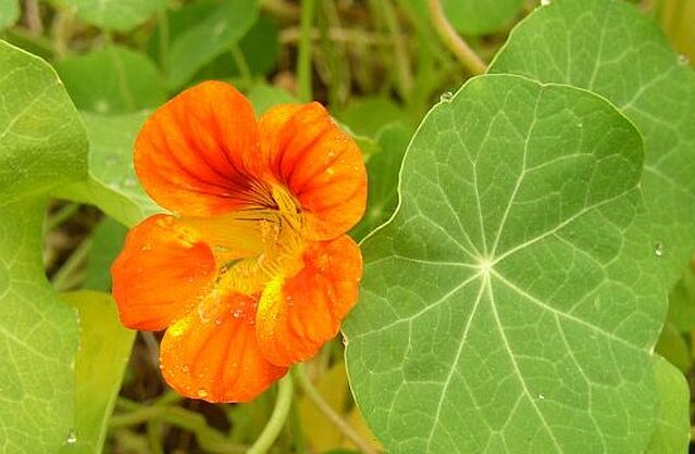 Kapucínka (Tropaeolum)