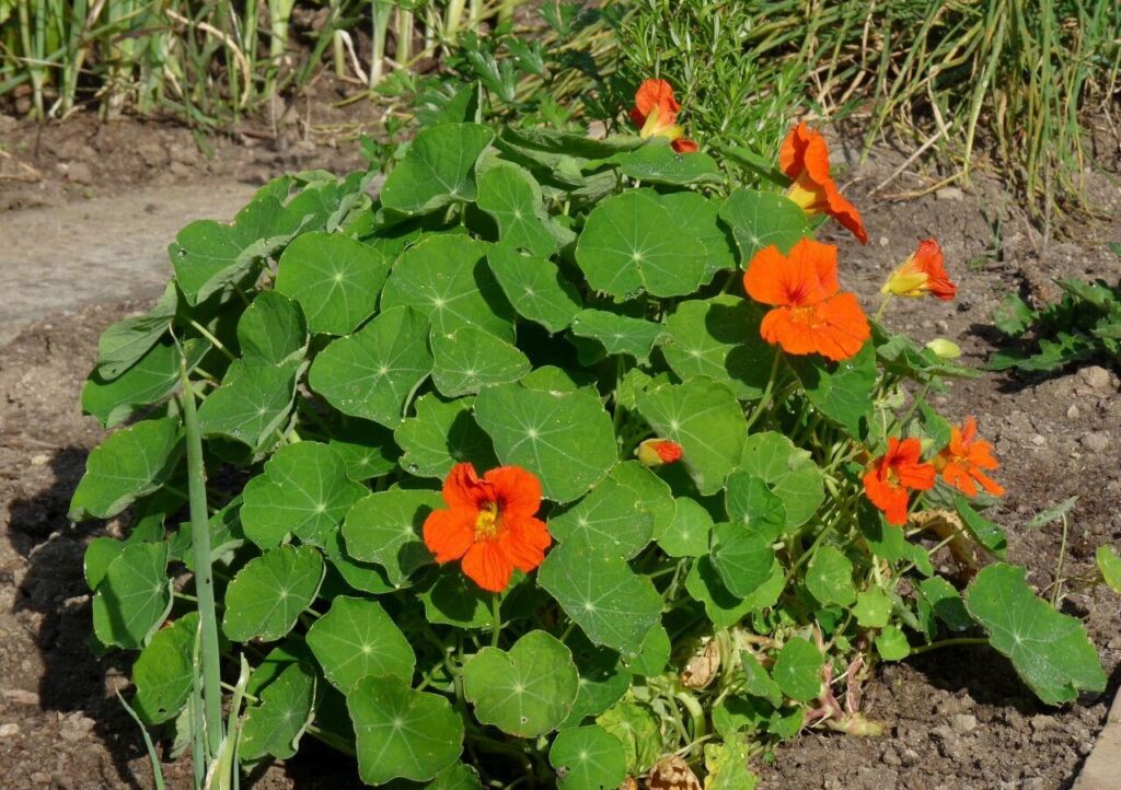 Kapucínka väčšia (Tropaeolum majus)