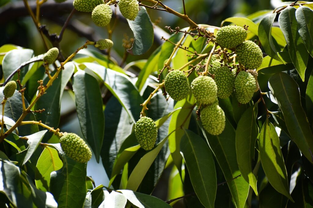 Liči čínske (Litchi chinensis)