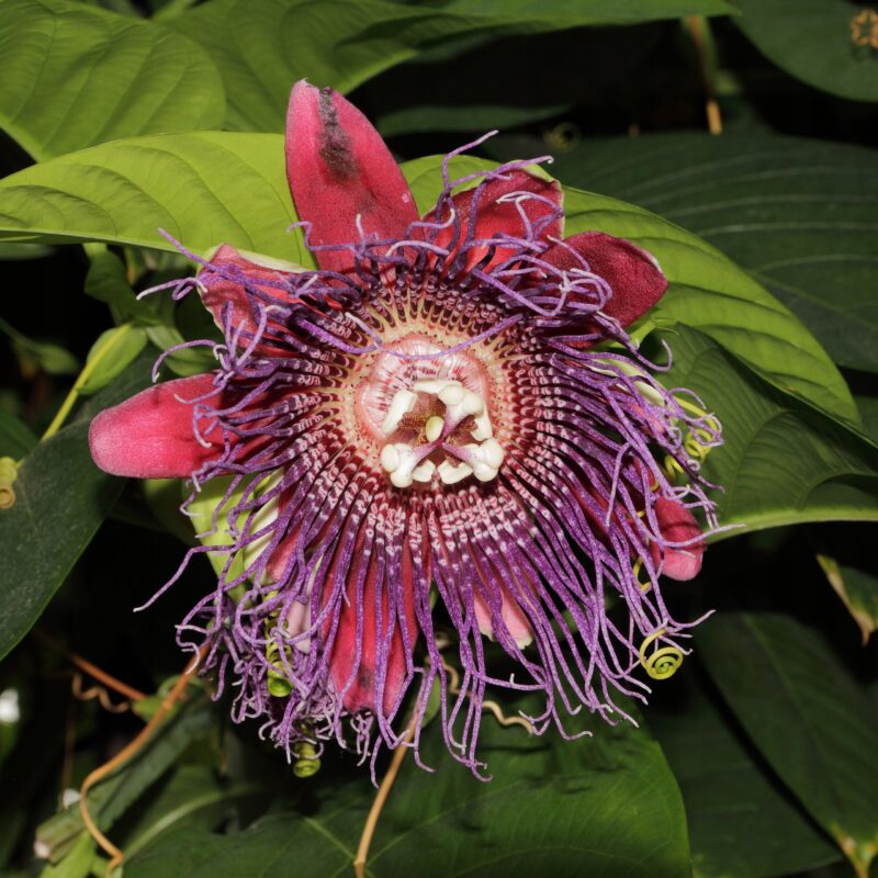 Mučenka obrovská (Passiflora quadrangularis)