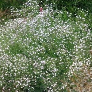 Nevestin závoj (Gypsophila)