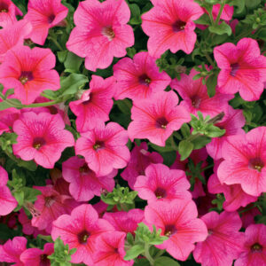 Surfinia (Petunia × hybrida)