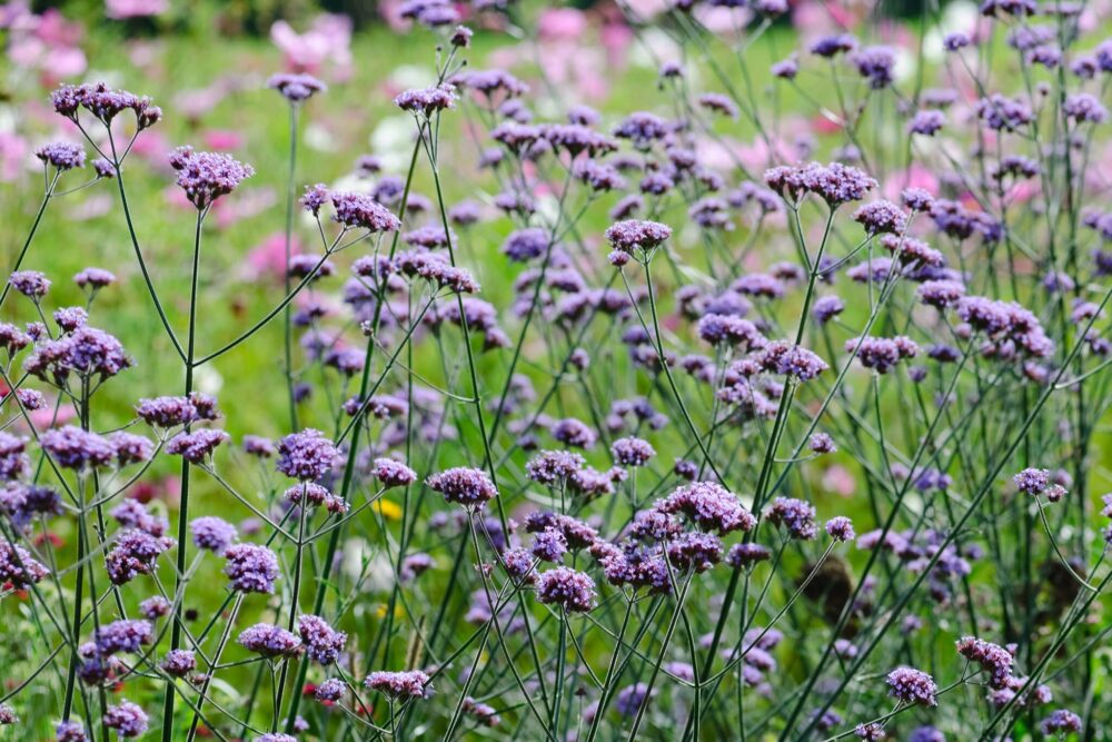 Verbena