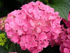 Hortenzia veľkolistá (Hydrangea macrophylla)