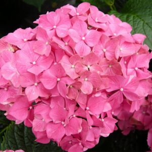 Hortenzia veľkolistá (Hydrangea macrophylla)