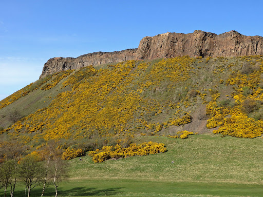 Hlodáš európsky (Ulex europaeus)