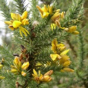 Hlodáš európsky (Ulex europaeus)