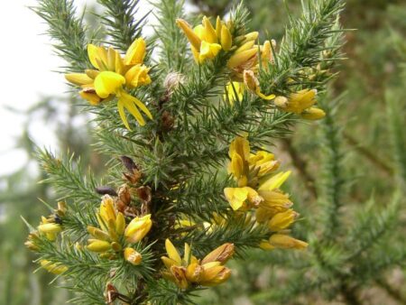 Hlodáš európsky (Ulex europaeus)
