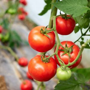 Paradajky (Solanum lycopersicum)