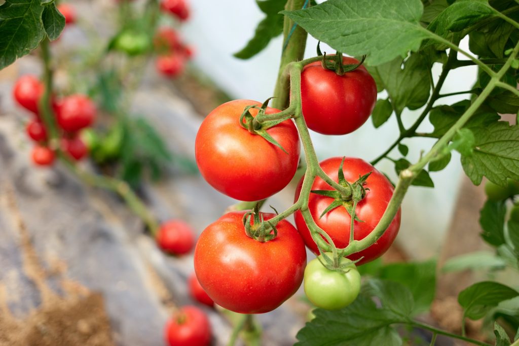 Paradajky (Solanum lycopersicum)