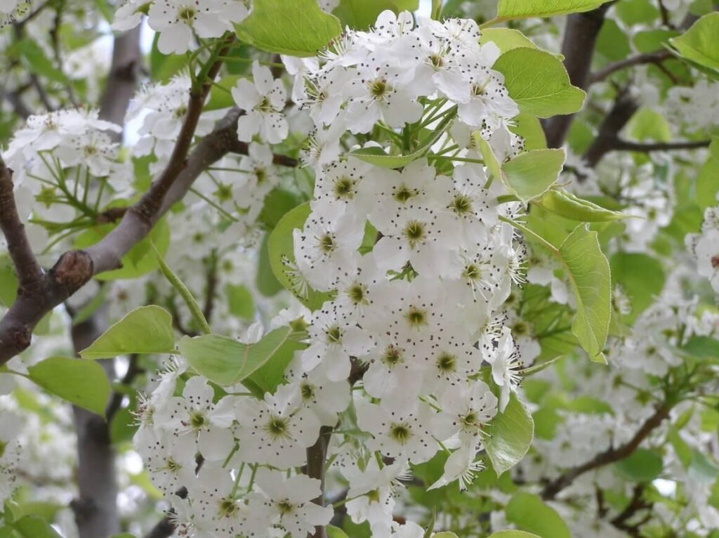 Hruška Calleryho (Pyrus calleryana)