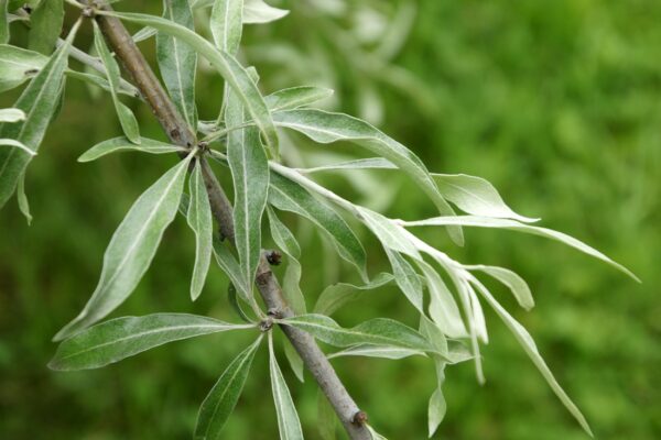 Hruška hlošinolistá (Pyrus elaeagrifolia)