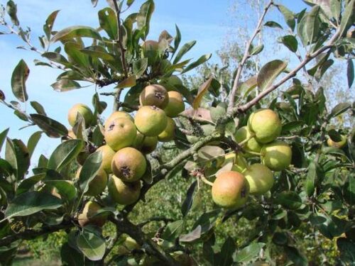 Hruška snežná (Pyrus nivalis)