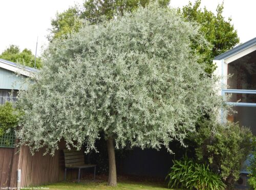 Hruška vŕbolistá (Pyrus salicifolia)