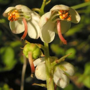 Hruštička okrúhlolistá (Pyrola rotundifolia)