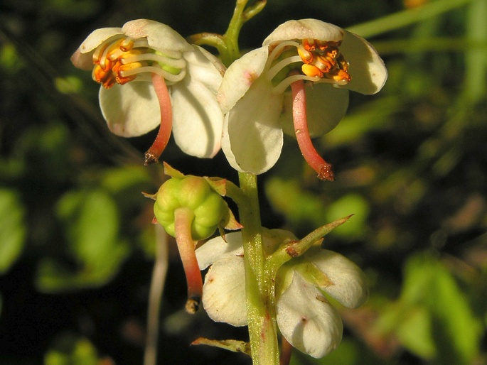 Hruštička okrúhlolistá (Pyrola rotundifolia)