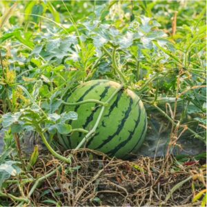 Mini melón (Citrullus lanatus var. fistulosus)