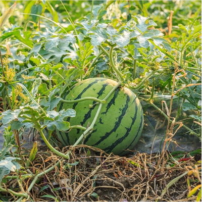 Mini melón (Citrullus lanatus var. fistulosus)