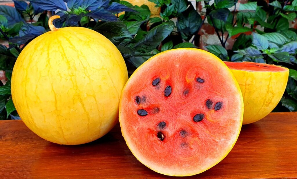 Mini melón Golden Midget